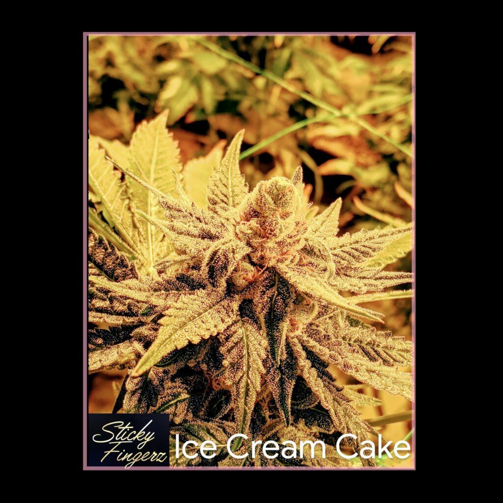 Sticky Cake - baking with cannabis