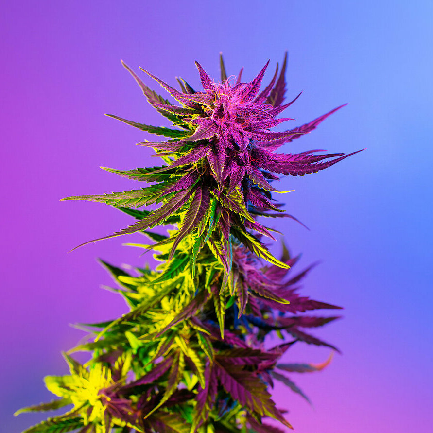 bigstock-Cannabis-Plant-With-Big-Purple-4496810271