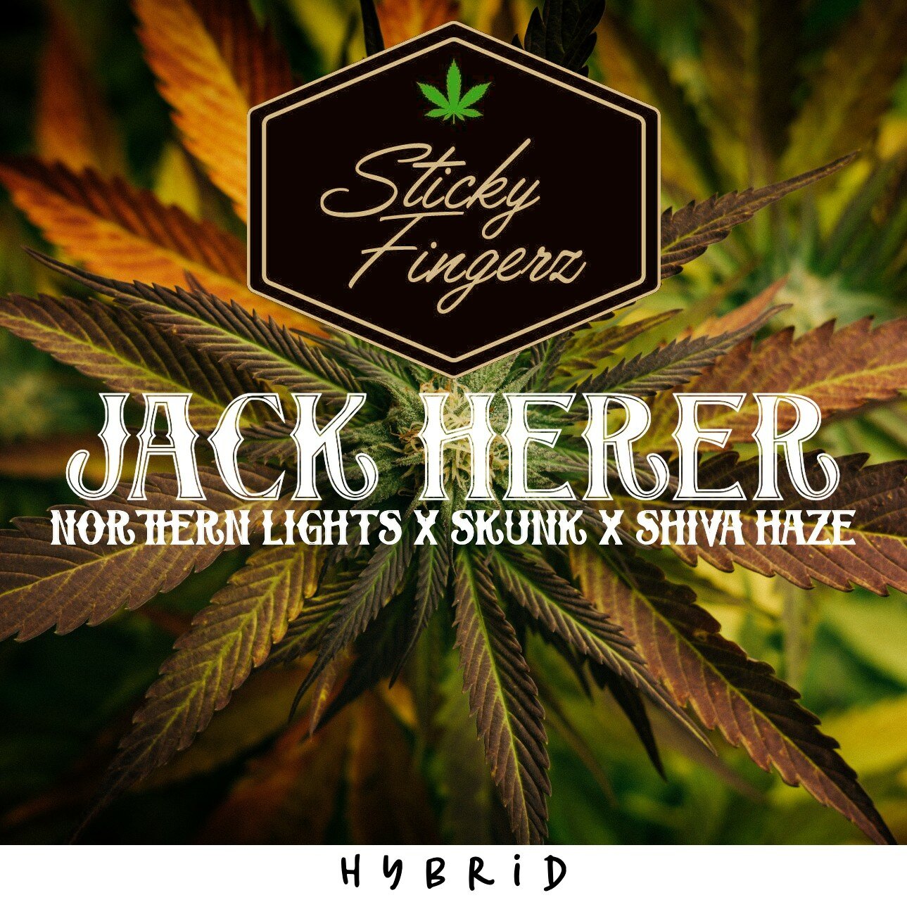 Jack Herer Premium Cannabis Flower